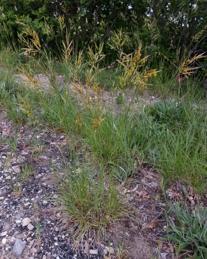 Poaceae - Bromopsis erecta  (+Festuca arundinacea)